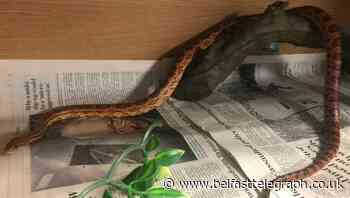 Uplifting news: Birthday flypast for Captain Tom and snake rescued from oven