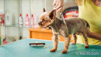 Mayor: Fresno pet groomers can now reopen as essential businesses