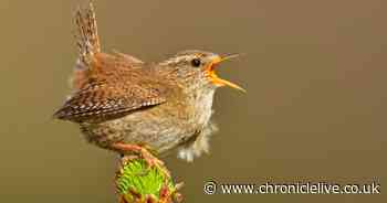 Enjoy Dawn Chorus Day in virtual visit to this wildlife expert's garden