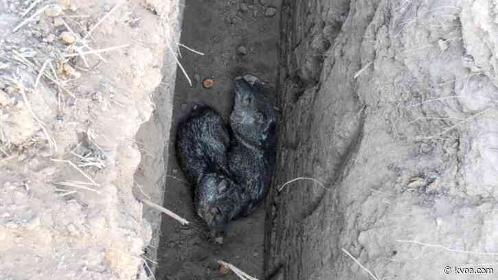 AZGFD: Two javelina, shrew rescued after trapped in trench