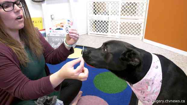 Calgary preschool teacher uses dogs to help create learning material for special needs students