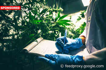 Is it Hemp or Marijuana?