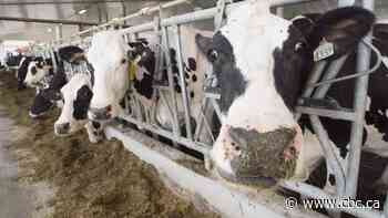 Canada's dairy processors stand to lose $100M if USMCA takes effect July 1: senator