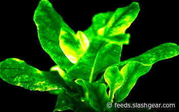 Self-sustained luminescent tobacco plants stay bright all life long