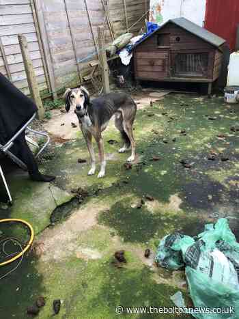 Charity sees spike in calls to suffering animals during lockdown