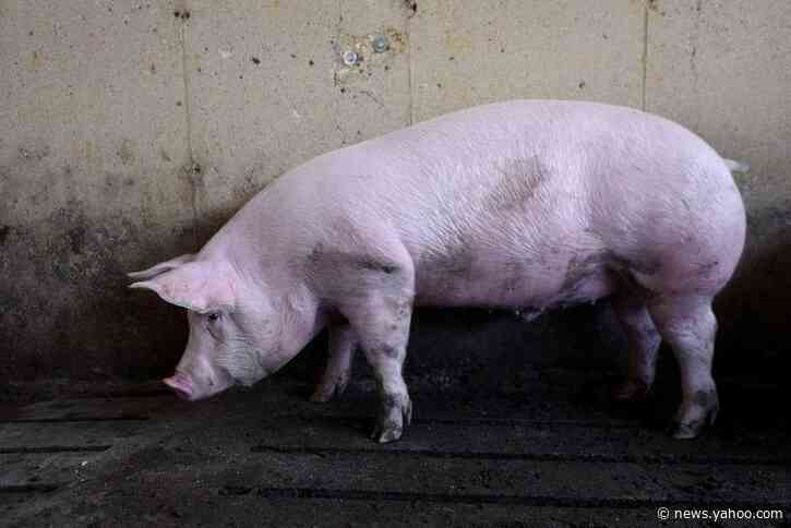Piglets aborted, chickens gassed as pandemic slams meat sector