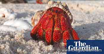 Microplastics disrupt hermit crabs' ability to choose shell, study suggests