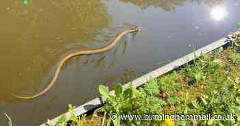 Watch - Large snake spotted swimming in canal during coronavirus lockdown