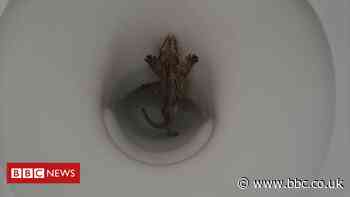 Toilet-dwelling lizard inconveniences Bristol man