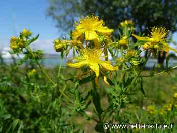 Iperico o erba di San Giovanni: tutte le proprietà benefiche per l'organismo - Belli e in Salute