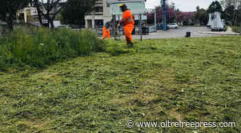 Matera: Riprendono le attività di potatura degli alberi, di sfalcio dell'erba, di pulizia delle caditoie, di disinfestazione e derattizzazione in tutta la città - Oltre Free Press