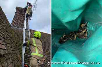 Swanley Firefighters rescue five baby ducks stuck inside a chimney