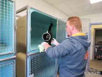 Près d'Arras, au refuge de Tilloy, les adoptions d'animaux sont de nouveau possibles - actu.fr