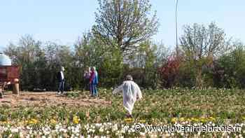 Arras : L'opération Tulipes contre le cancer a débuté route de Cambrai - L'Avenir de l'Artois