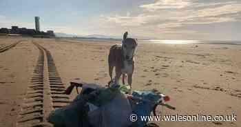 Dog owners want summer beach ban to be lifted