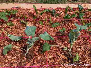 Why knowing your USDA hardiness zone is crucial for keeping plants alive     - CNET