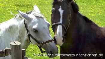 Zeugen gesucht: In Thüringen ist ein Pferde-Mörder unterwegs