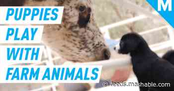 These puppies had an adorable playdate with rescued farm animals