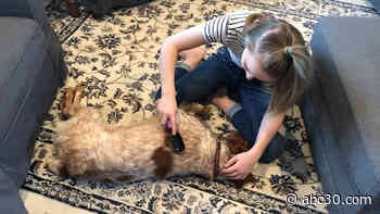 How to groom your pet at home
