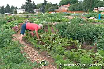 Saskatoon's community garden program will go ahead with COVID-19 precautions in place. - CTV News Saskatoon