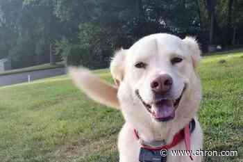 Dogs are being trained to sniff out coronavirus cases