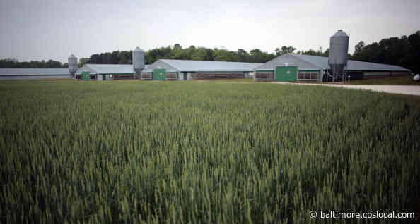 Coronavirus Latest: State Opening Testing Site At Perdue Facility In Salisbury Amid COVID-19 Outbreak In Maryland Poultry Workers
