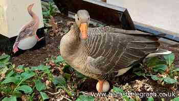 Mother Goose sets up home in strangely quiet station concourse