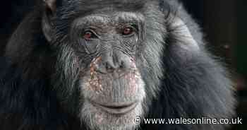 The ape and monkey sanctuary in the Swansea Valleys at risk due to coronavirus
