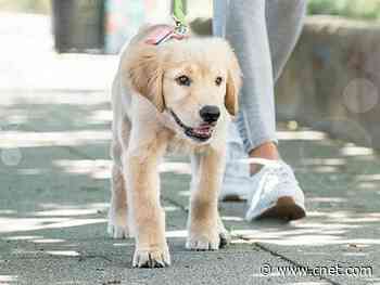 Today only: Keep tabs on your dog with a Whistle Go tracker, get a $30 collar for free     - CNET