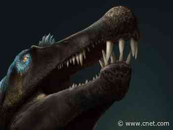 Spinosaurus fossil discovery rewrites history of swimming dinosaurs     - CNET