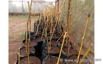 Mefcca inaugura vivero de bambú en Jinotepe - El 19 Digital