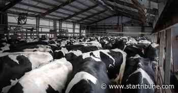 State rejects in-depth study on greenhouse gases at Winona County dairy
