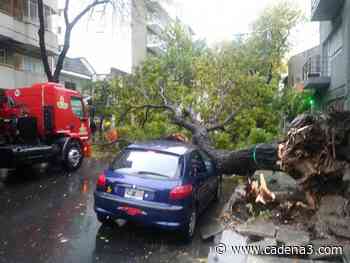 Temporal en Buenos Aires: árboles caídos y calles anegadas - Cadena 3