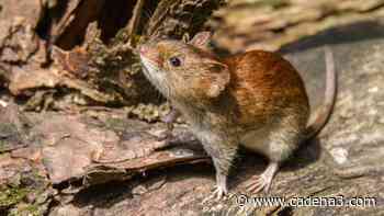 Confirman 2 muertes y 13 casos de hantavirus en Buenos Aires - Cadena 3