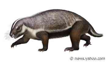 The fossil of a bizarre mammal, called 'crazy beast,' has been discovered in Madagascar