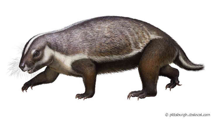 Carnegie Museum Of Natural History Curator Announces Discovery Of 66-Million-Year-Old ‘Crazy Beast’ Fossil