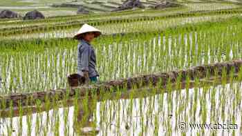 Is the global trading system unravelling before our eyes? Here is where things stand