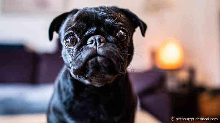 CDC Recommends Social Distancing Guidelines For Pets After A Dog Tests Positive For COVID-19