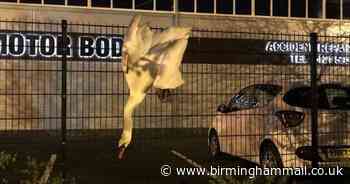 Swan found hanging upside down after crash-landing into fence