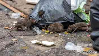 Seeing more rats in Toronto during the pandemic? Pest control experts explain why - CBC.ca