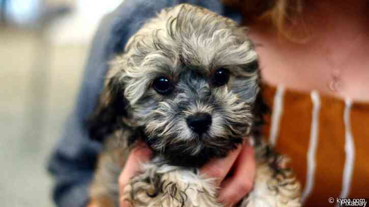 Thursday is National Adopt a Shelter Pet Day