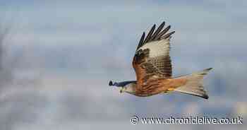 Protected red kite disappears in suspicious circumstances