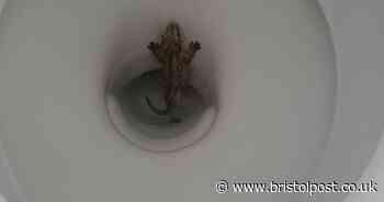 Man left with fear of his bathroom after finding gecko in toilet