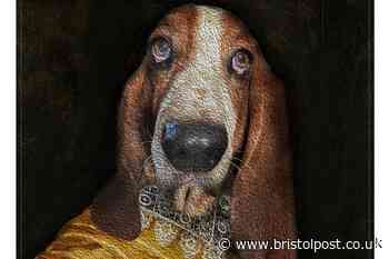 Vintage pet photographs