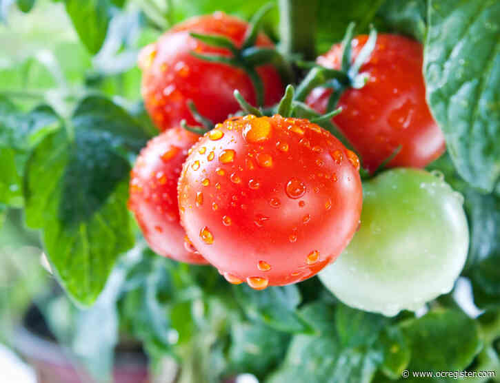 How to protect your tomatoes from those huge green hornworms