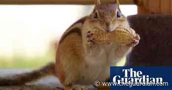 Wildlife through the window: what readers have spotted during lockdown