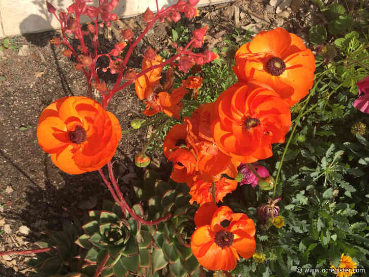 The inside dirt on getting the best out of your garden soil