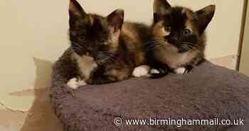 Life's on hold for cats as they patiently wait for their 'forever' homes