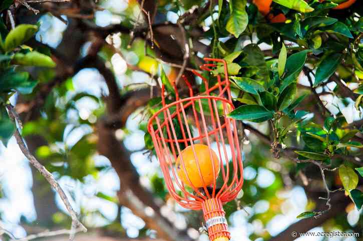 Master Gardener: What to do about itty bitty oranges