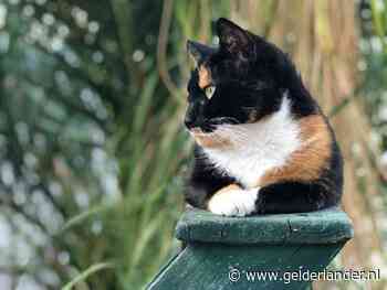 Kijk uit voor hamster en poes: huisdieren kunnen corona oplopen, en misschien ook overbrengen